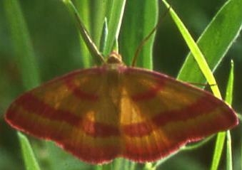 Lepidotteri Geometridae